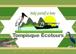 12507636_535362326638791_7290973746525667553_n